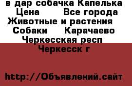 в дар собачка Капелька › Цена ­ 1 - Все города Животные и растения » Собаки   . Карачаево-Черкесская респ.,Черкесск г.